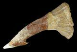 Fossil Sawfish (Onchopristis) Rostral Barb - Morocco #145548-1